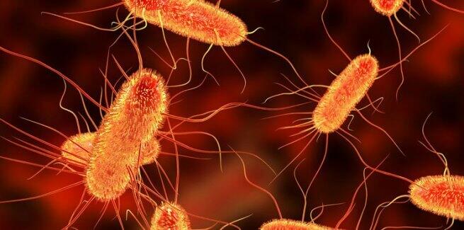 Vi khuẩn E.Coli, kí sinh trong hệ tiêu hoá của người, chúng thuộc nhóm vi sinh vật ưa