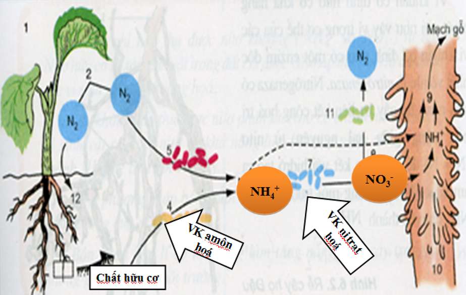 [CHUẨN NHẤT] Vi khuẩn phản nitrat hóa tham gia vào quá trình chuyển hóa (ảnh 2)