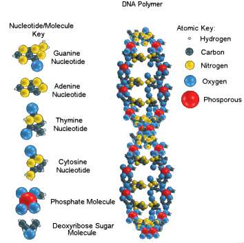 Vì sao ADN có cấu tạo rất đa dạng và đặc thù