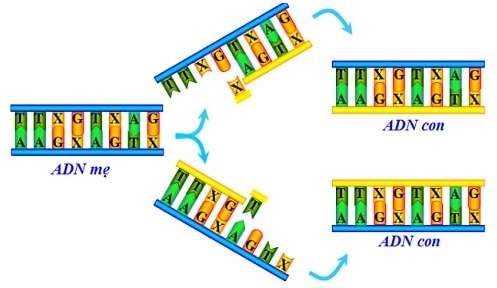Vì sao ADN có cấu tạo rất đa dạng và đặc thù (ảnh 3)