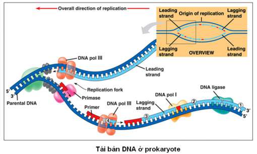 Vì sao ADN có cấu tạo rất đa dạng và đặc thù (ảnh 4)