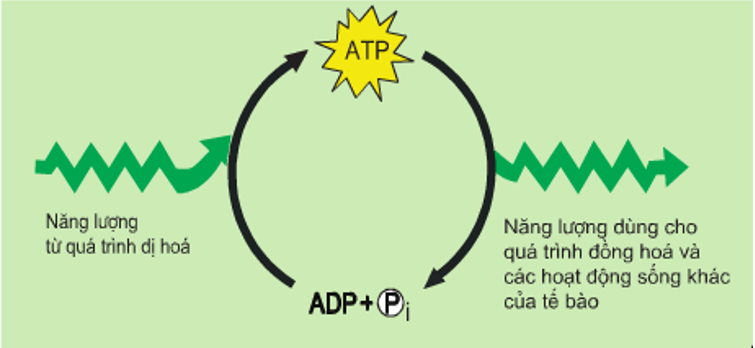 Vì sao ATP là hợp chất cao năng?