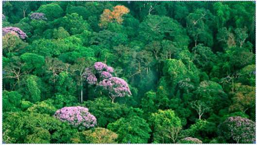 Vì sao cảnh quan rừng nhiệt đới ẩm chiêm diện tích lớn ở Đông Nam Á?
