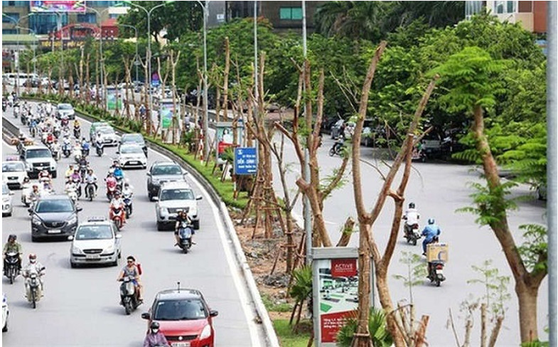 Vì sao khi đem cây đi trồng ở một nơi khác người ta phải cắt bớt cành lá?