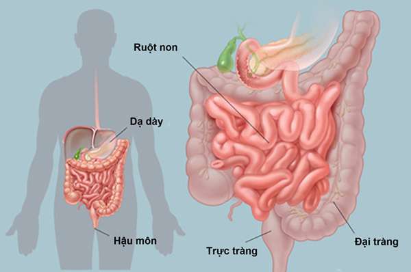 Vì sao nói quá trình tiêu hóa diễn ra chủ yếu ở ruột non (ảnh 3)