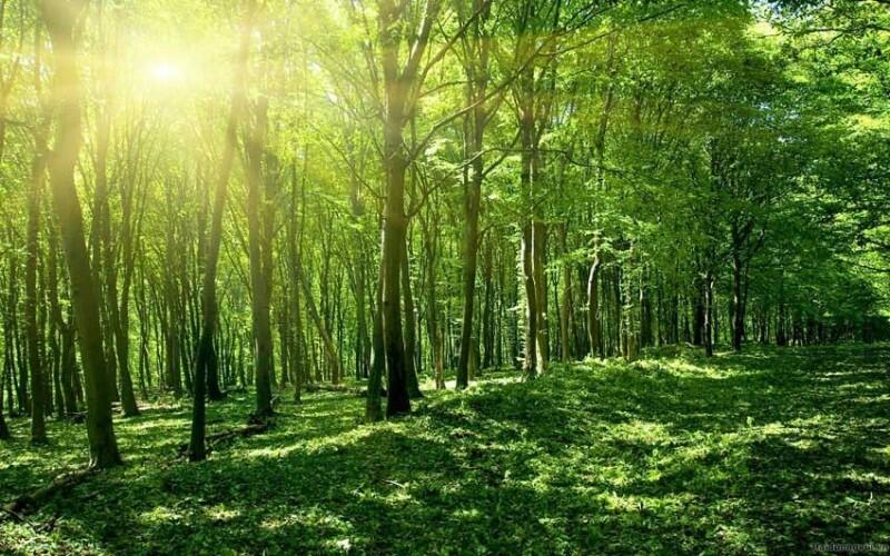 Những loại cây gì trong rừng có khả năng hấp thụ khí CO2 và thải ra khí O2?

