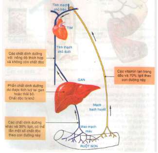 Vì sao sự hấp thụ và vận chuyển các chất lại được tiến hành theo hai con đường máu và bạch huyết (ảnh 2)