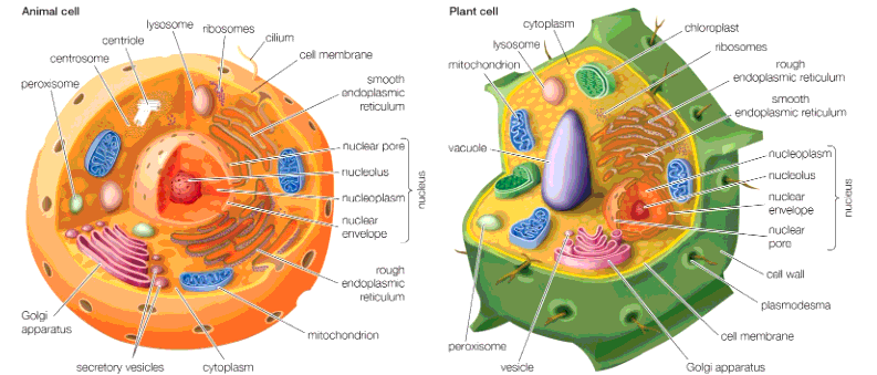 Vì sao tất cả sinh vật có kích thước lớn luôn có cơ thể được cấu tạo từ nhiều tế bào chứ không phải từ một tế bào duy nhất?