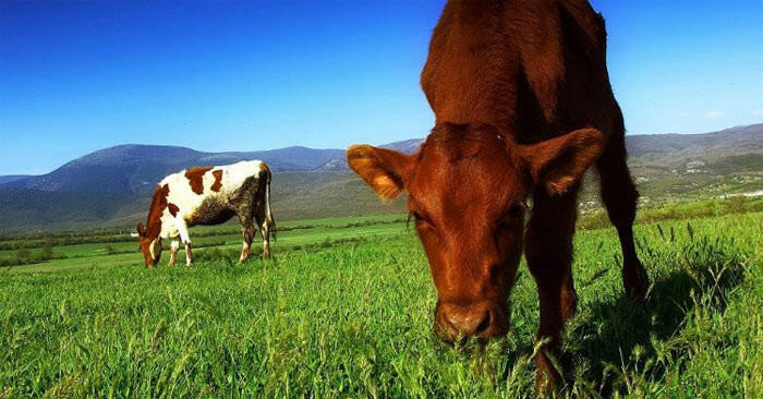 Vì sao trâu bò chỉ ăn cỏ mà vẫn to béo được mà thịt của chúng rất giàu protein?