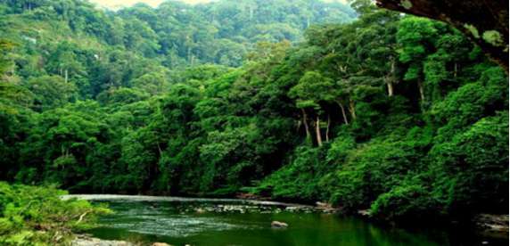 Việc phá hoại rừng phòng hộ ở thượng nguồn sông sẽ dẫn tới hậu quả
