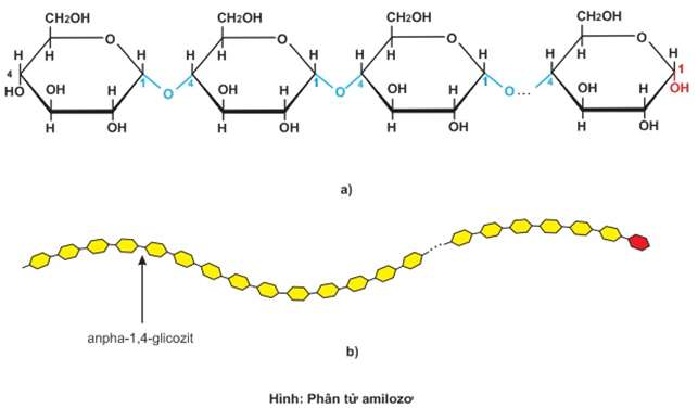 Viết phương trình hóa học xảy ra (nếu có) giữa các chất sau: Thủy phân sacarozơ, tinh bột và xenlulozơ (ảnh 4)