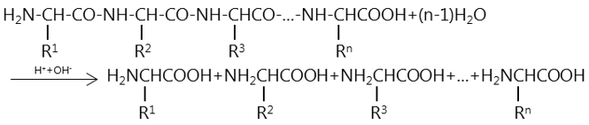 Viết tất cả các peptit có thể được tạo thành từ hỗn hợp gồm 3 amino axit val ala và gly? (ảnh 2)