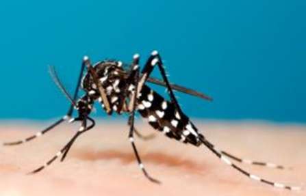 Vòng đời của muỗi ngắn gọn, đầy đủ nhất (ảnh 2)