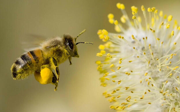 [CHUẨN NHẤT] Vòng đời của ong