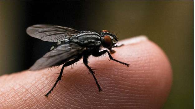 Vòng đời của ruồi?