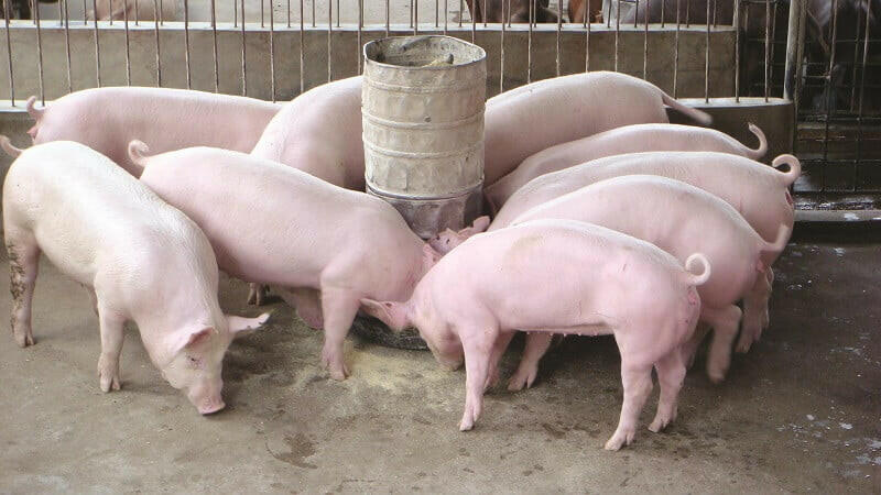 Vùng chăn nuôi lợn thường gắn chủ yếu với