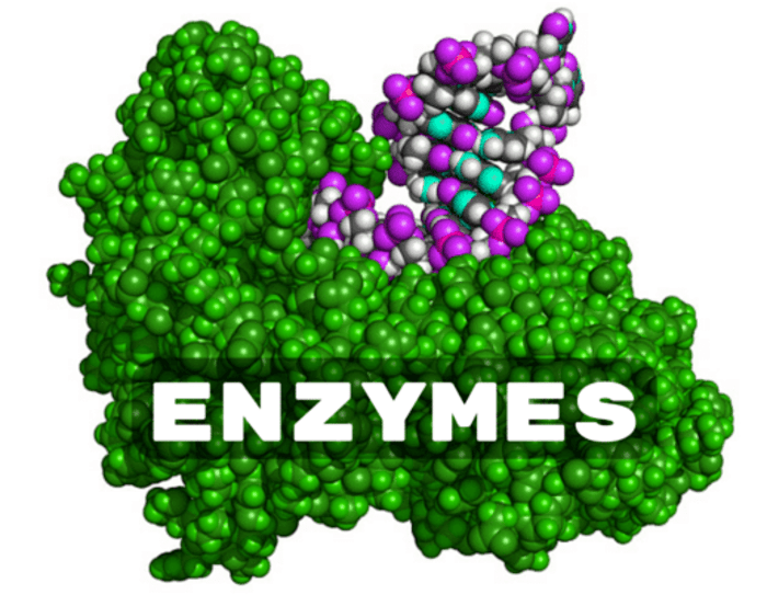 Xác định trung tâm hoạt động, cơ chất, sản phẩm của các enzyme E1, E2, E3