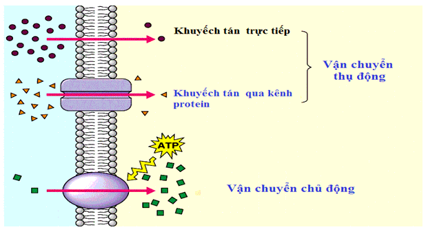 [ĐÚNG NHẤT] Xuất bào là gì? Ví dụ (ảnh 2)