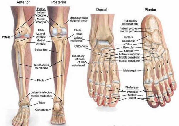 Xương tay và xương chân khác nhau ở điểm nào?