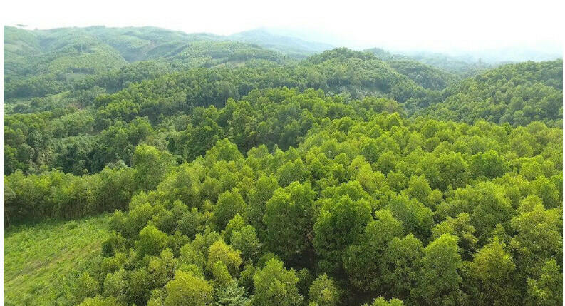 Ý nghĩa tỉ lệ che phủ rừng đối với vấn đề bảo vệ môi trường ở châu Âu