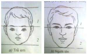 Soạn Mĩ thuật lớp 8 Bài 13: Giới thiệu tỉ lệ khuôn mặt người (ảnh 4)