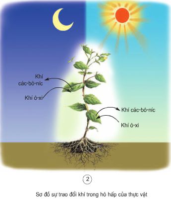 Bài 60. Nhu cầu không khí của thực vật | Giải bài tập Khoa học lớp 4 (ảnh 2)