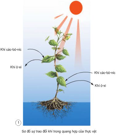 Bài 60. Nhu cầu không khí của thực vật | Giải bài tập Khoa học lớp 4 (ảnh 1)