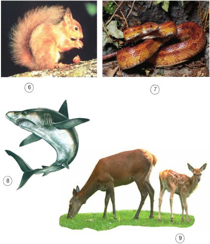 Bài 63. Động vật ăn gì để sống | Giải bài tập Khoa học lớp 4 (ảnh 2)