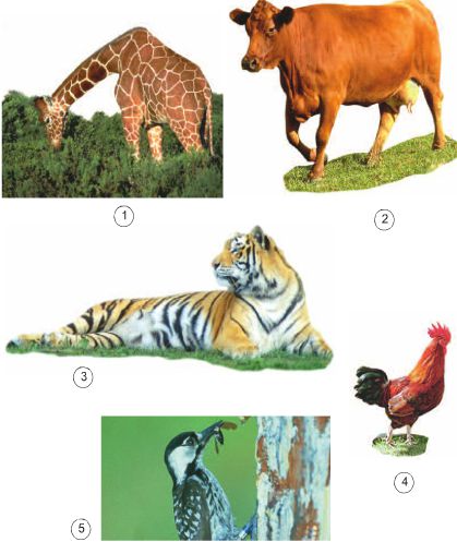 Bài 63. Động vật ăn gì để sống | Giải bài tập Khoa học lớp 4 (ảnh 1)