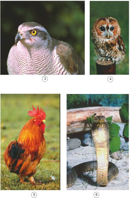 Bài 67 - 68. Ôn tập: Thực vật và động vật | Giải bài tập Khoa học lớp 4 (ảnh 2)