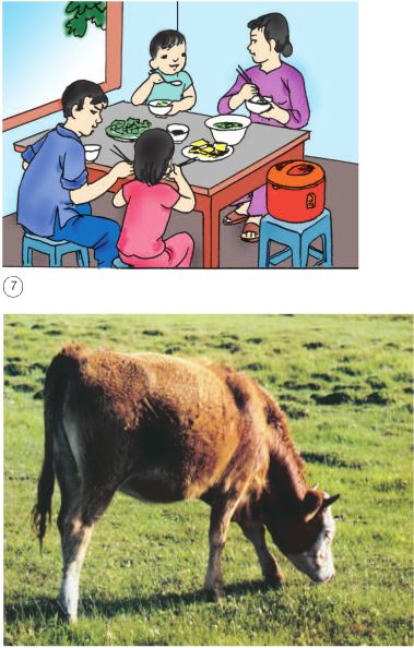 Bài 67 - 68. Ôn tập: Thực vật và động vật | Giải bài tập Khoa học lớp 4 (ảnh 3)