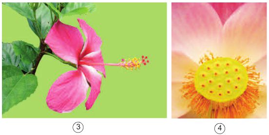 Bài 51. Cơ quan sinh sản của thực vật có hoa