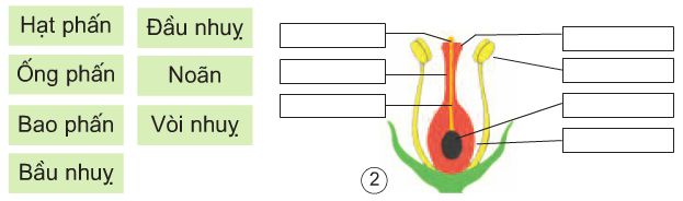 Bài 52. Sự sinh sản của thực vật có hoa | Giải bài tập Khoa học lớp 5
