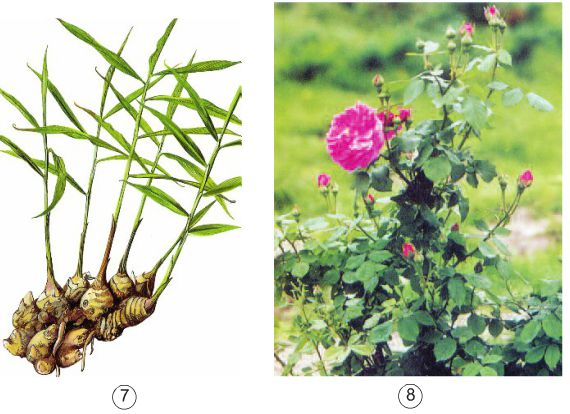 Bài 54. Cây con có thể mọc lên từ một số bộ phận của cây mẹ | Giải bài tập Khoa học lớp 5 (ảnh 4)