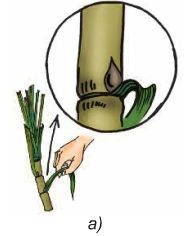 Bài 54. Cây con có thể mọc lên từ một số bộ phận của cây mẹ | Giải bài tập Khoa học lớp 5