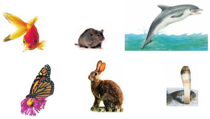 Bài 55. Sự sinh sản của động vật | Giải bài tập Khoa học lớp 5 (ảnh 2)