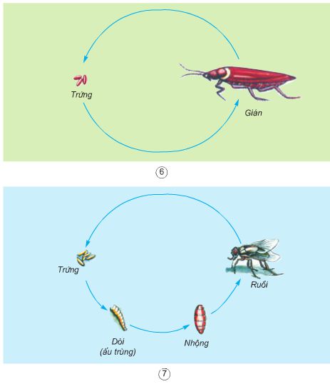 Bài 56. Sự sinh sản của côn trùng | Giải bài tập Khoa học lớp 5 (ảnh 3)