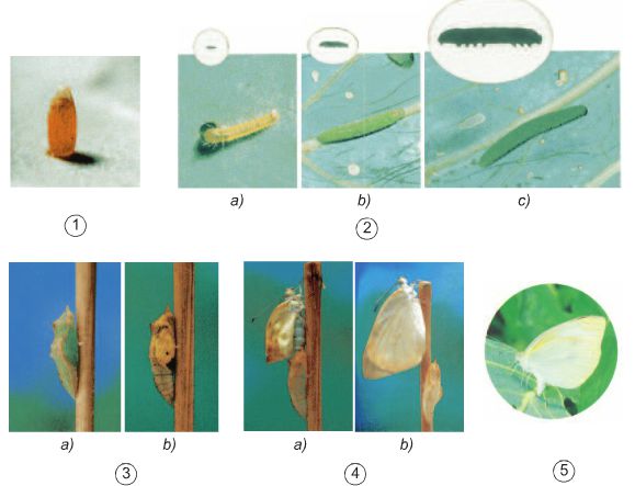 Bài 56. Sự sinh sản của côn trùng | Giải bài tập Khoa học lớp 5