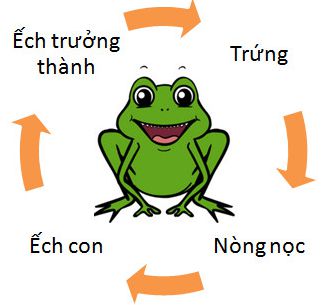 Bài 57. Sự sinh sản của ếch | Giải bài tập Khoa học lớp 5 (ảnh 2)