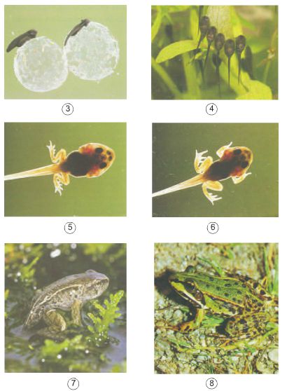 Bài 57. Sự sinh sản của ếch | Giải bài tập Khoa học lớp 5