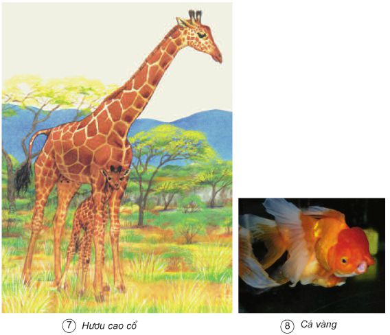 Bài 61. Ôn tập: Thực vật và động vật | Giải bài tập Khoa học lớp 5 (ảnh 4)