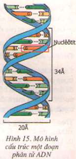 Soạn Sinh 9: Bài 20. Thực hành. Quan sát và lắp mô hình ADN | Giải Sinh 9 - TopLoigiai