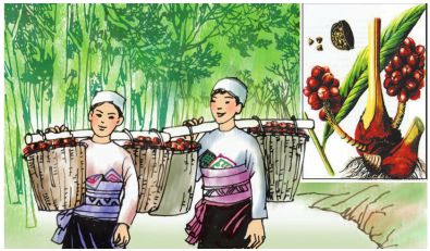 Tiếng Việt lớp 5: Tập đọc. Mùa thảo quả | Giải bài tập Tiếng Việt lớp 5 