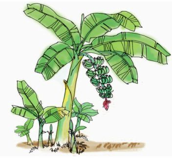 Tiếng Việt lớp 5: Tập làm văn. Tả cây cối | Giải bài tập Tiếng Việt lớp 5 