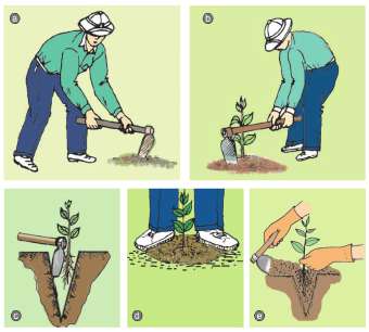 Soạn Công nghệ 7: Câu hỏi thảo luận trang 67 sgk Công nghệ 7