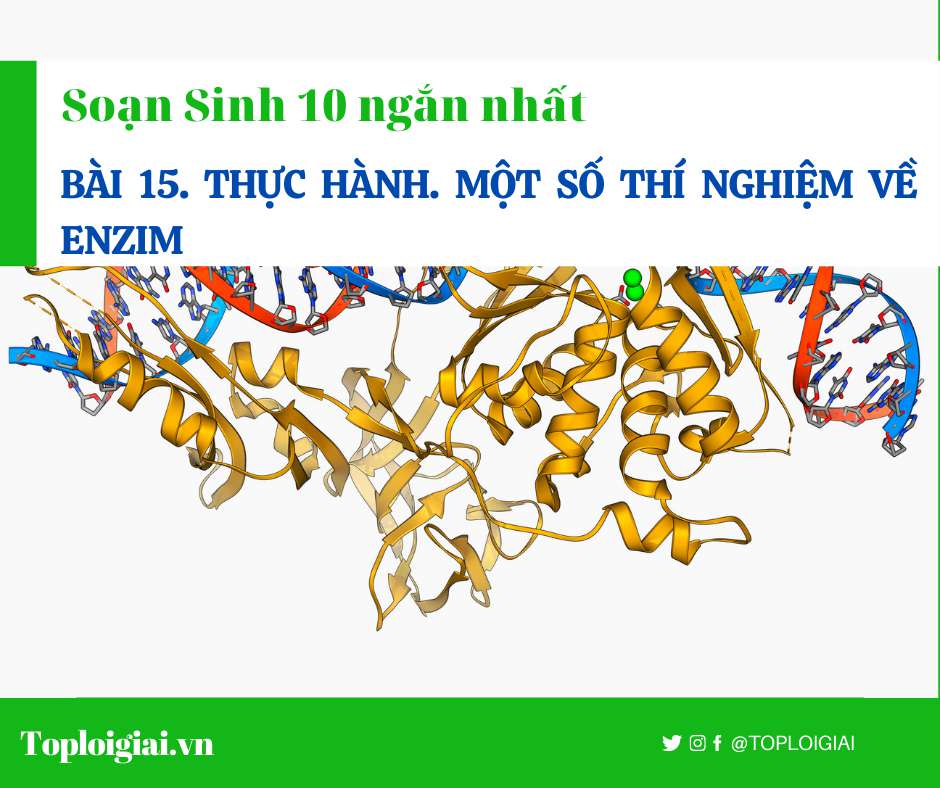 Thực hành. Một số thí nghiệm về enzim – Soạn Sinh 10