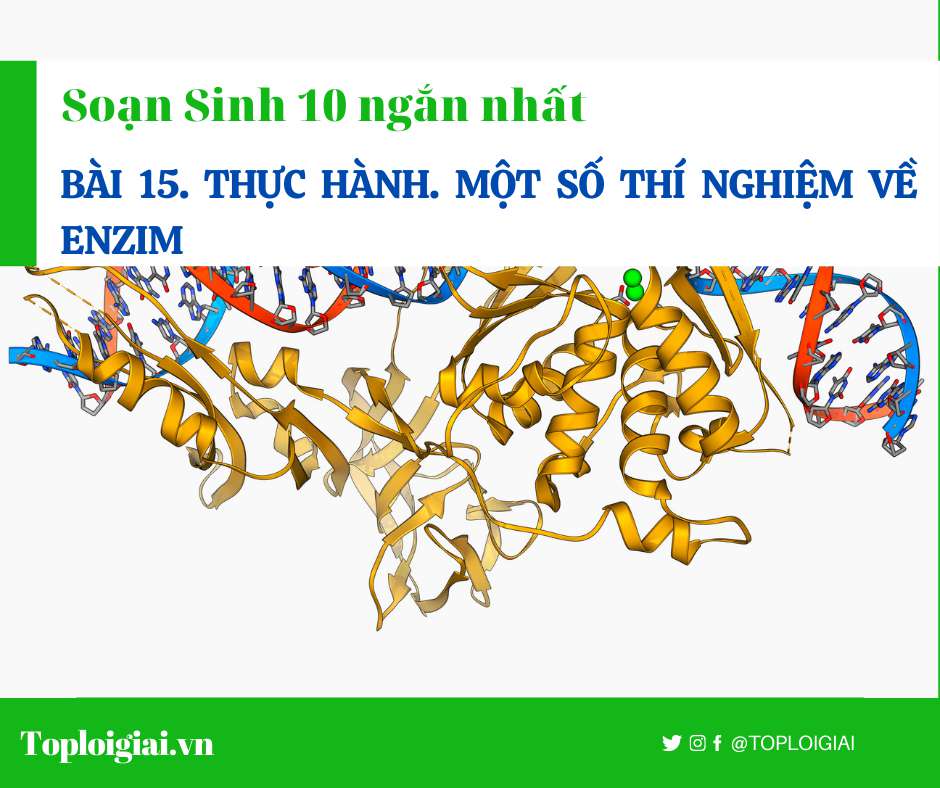 Soạn sinh 10 Bài 15 ngắn nhất: Thực hành. Một số thí nghiệm về enzim