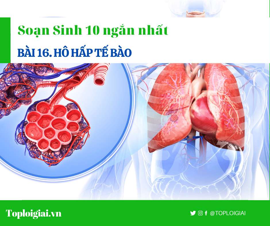 Soạn sinh 10 Bài 16 ngắn nhất: Hô hấp tế bào