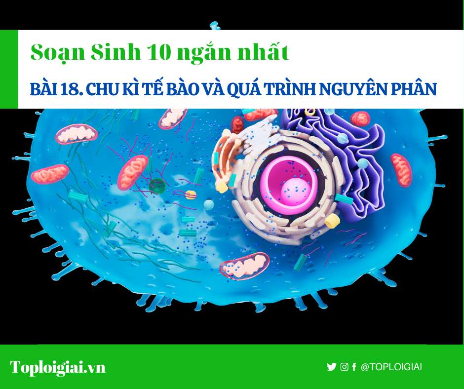 Soạn sinh 10 Bài 18 ngắn nhất: Chu kì tế bào và quá trình nguyên phânSoạn sinh 10 Bài 18 ngắn nhất: Chu kì tế bào và quá trình nguyên phân