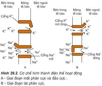 Soạn Sinh 11: Câu hỏi in nghiêng trang 118 Sinh 11 Bài 29 - TopLoigiai